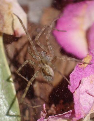 Tegenaria parietina